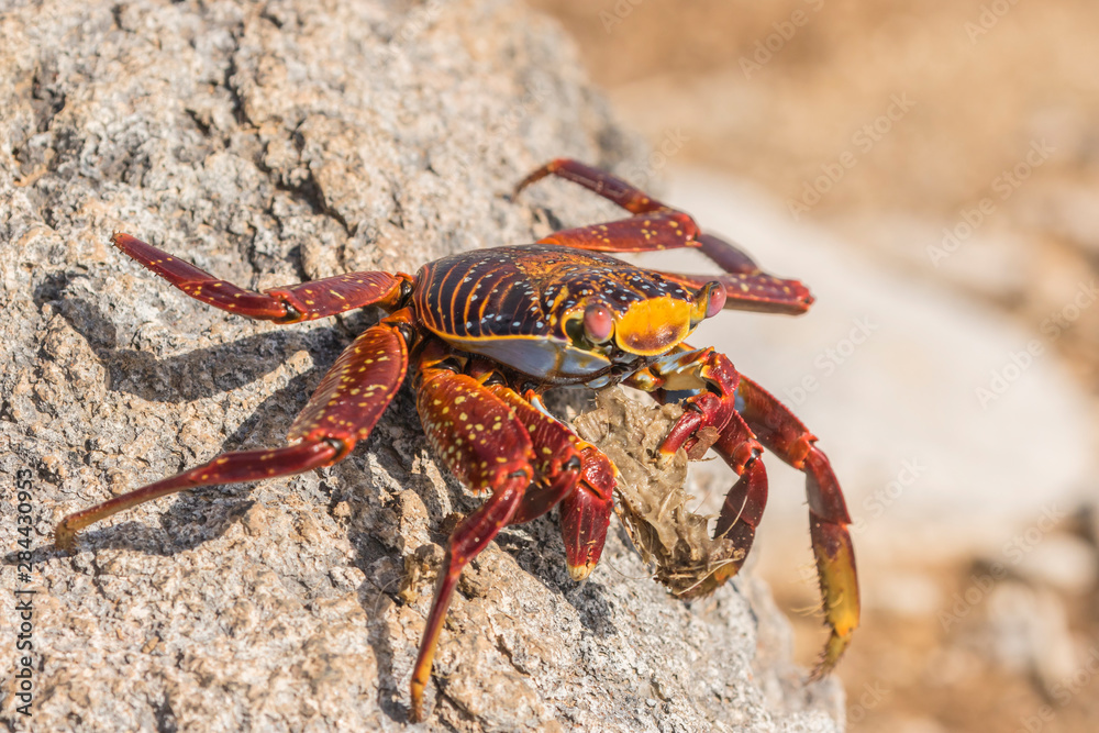 Ecuador, Galapagos National Park. Close-up of Sally light foot crab. Credit as: Cathy and Gordon Illg / Jaynes Gallery / DanitaDelimont. com