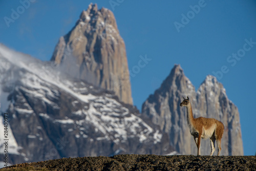 Guanaco (Lama guanaco) with Cordiera del Paine in back, Torres del Paine National Park, Patagonia, Magellanic region of Southern Chile
