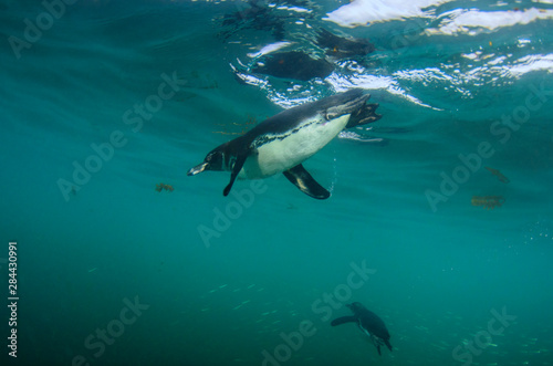 Galapagos Penguin (Spheniscus mendiculus) Galapagos Islands, Ecuador. © Pete Oxford/Danita Delimont