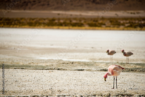 Bolivian desert, Bolivia. Flamingoes on Laguna Hedionda, Reserva Eduardo Avaroa. photo