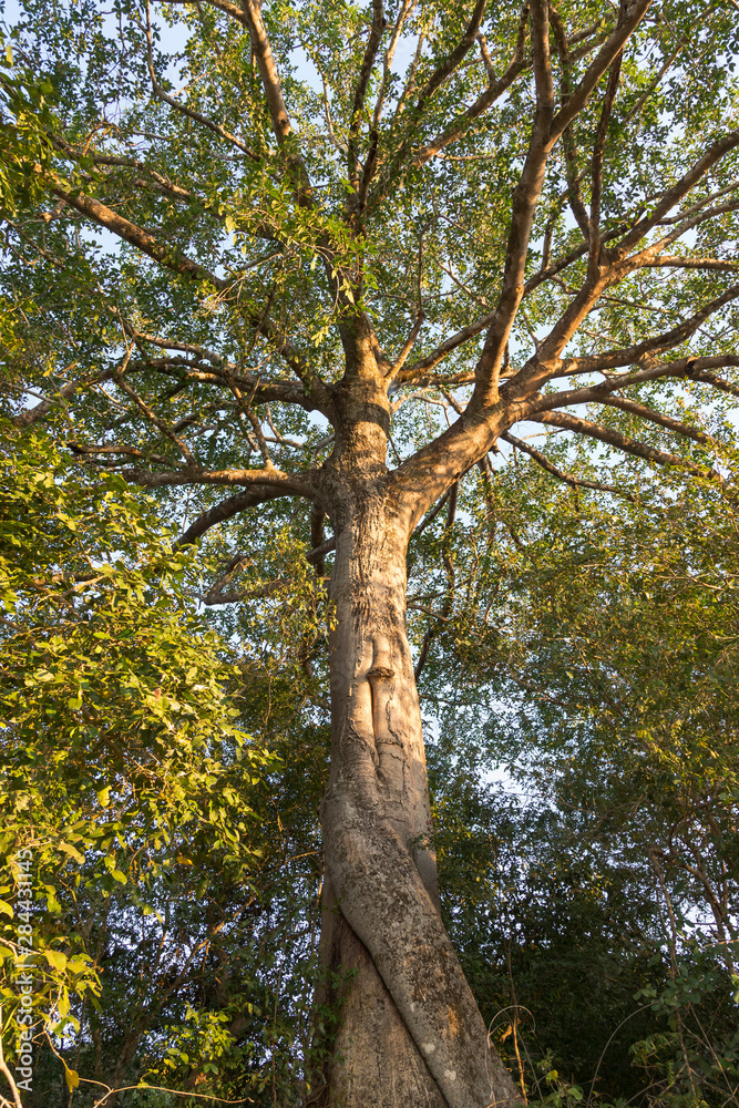 Obraz premium Brazil, Mato Grosso, The Pantanal, Rio Claro, fig tree (Ficus spec).