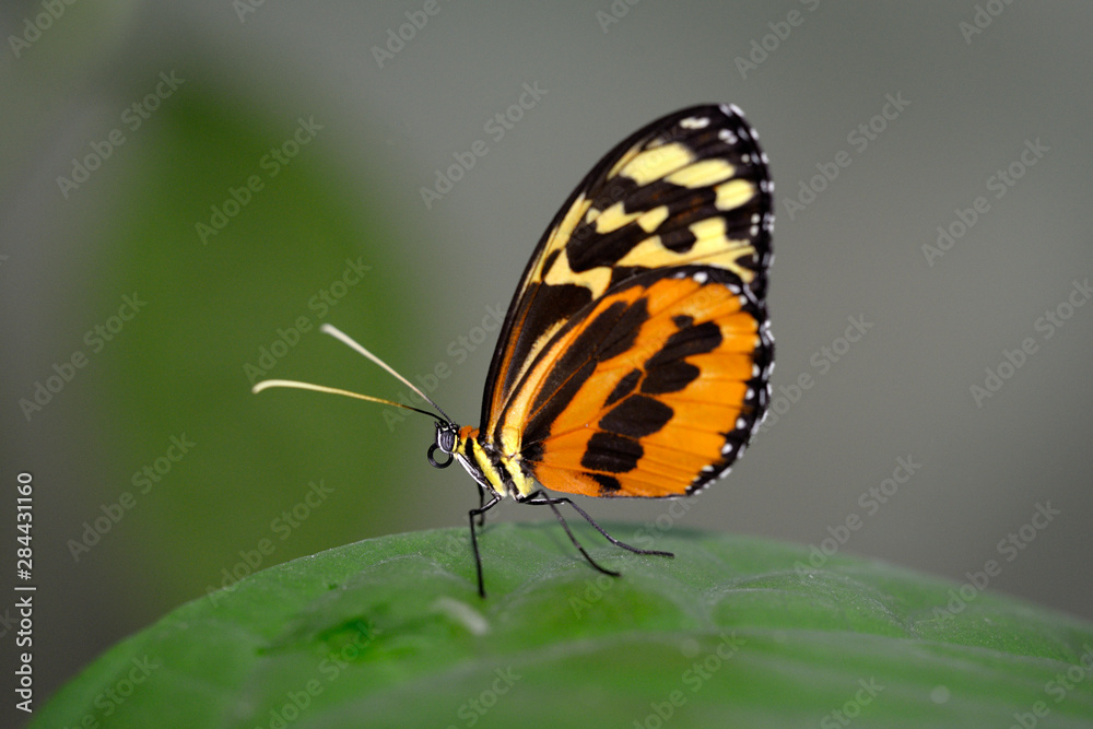 Ecuador, Orellana, Napo River. Heliconius Butterfly Ecuador, Orellana, Napo River. Heliconius Butterfly