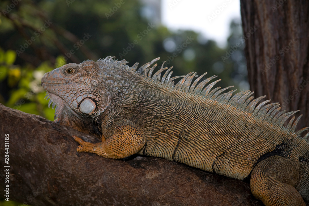 Ecuador, Guayaquil. Iguanas are found throughout the small park dedicated to Simon Bolivar. Ecuador, Guayaquil. Iguanas are found throughout the small park dedicated to Simon Bolivar.