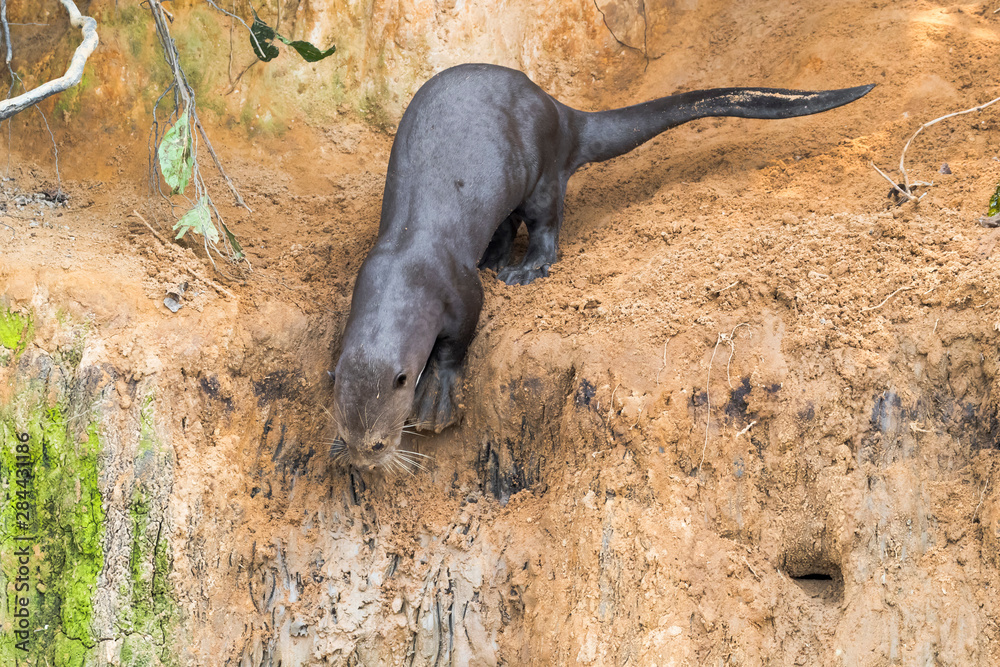 Brazil, The Pantanal. A giant otter prepares to slide down the bank to the river. Brazil, The Pantanal. A giant otter prepares to slide down the bank to the river.
