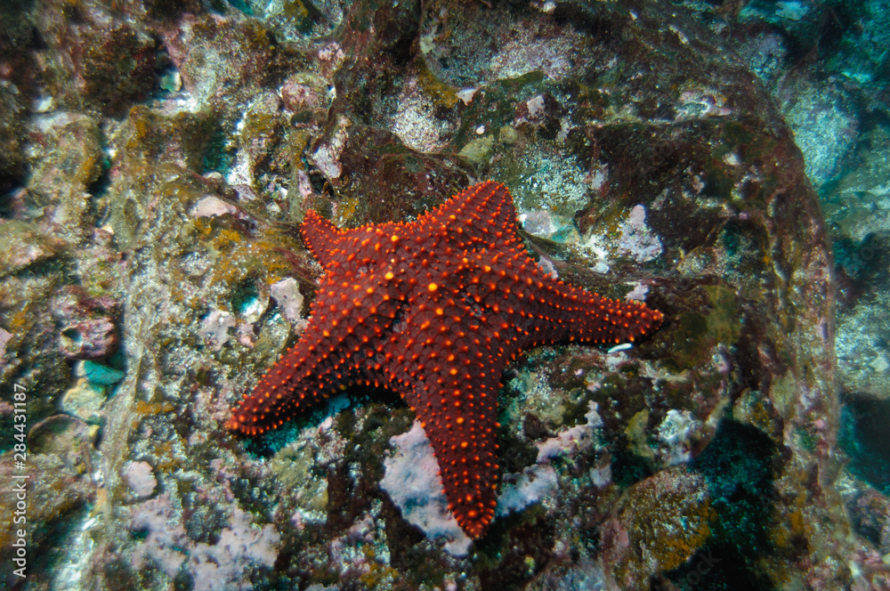 Panamic Cushion Star (Pentaceraster cummingi) Central Isles Galapagos Islands Ecuador. South America