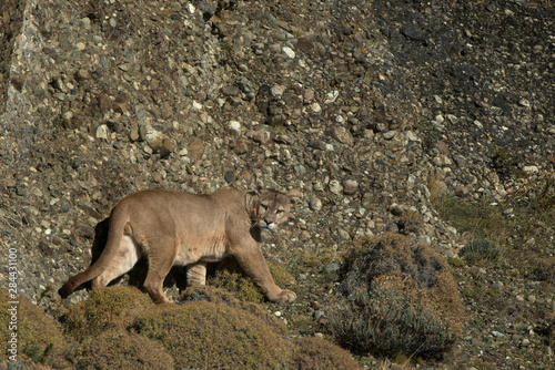 Puma (Felis concolor patagonica) male, Torres del Paine National Park, Patagonia, Magellanic region, Southern Chile