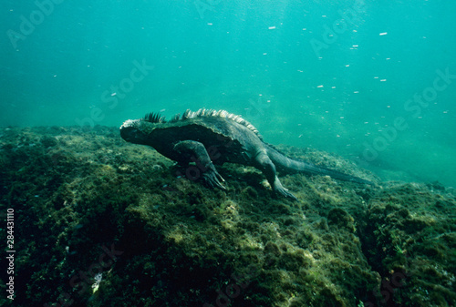 Galapagos Marine Iguana, (Amblyrhynchus cristatus) underwater, Fernandina Island, Galapagos, Ecuador.