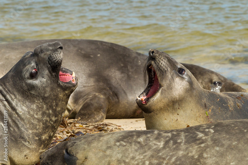 Falkland Islands  Carcass Island. Southern elephant seals arguing. Credit as  Cathy   Gordon Illg   Jaynes Gallery   DanitaDelimont.com