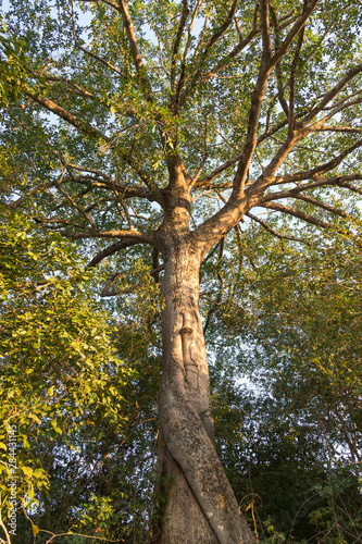 Brazil, Mato Grosso, The Pantanal, Rio Claro, fig tree (Ficus spec).