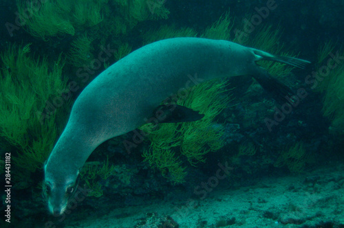 Galapagos sealion (Zalophus wollebaeki) underwater Espaola or Hood Island, Galapagos Islands Ecuador.