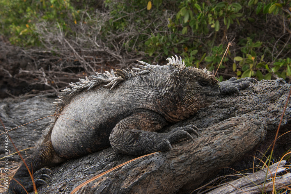 Marine Iguana (Amblyrhynchus cristatus) Galapagos Islands, Ecuador. Marine Iguana (Amblyrhynchus cristatus) Galapagos Islands, Ecuador.
