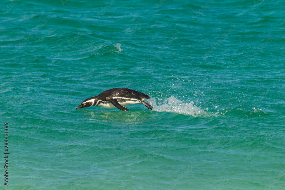 Obraz premium Falkland Islands, Bleaker Island. Magellanic penguin breaching. Credit as: Cathy & Gordon Illg / Jaynes Gallery / DanitaDelimont.com