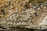 Falkland Islands, Saunders Island. Rockhopper penguins heading for beach. Credit as: Cathy & Gordon Illg / Jaynes Gallery / DanitaDelimont.com