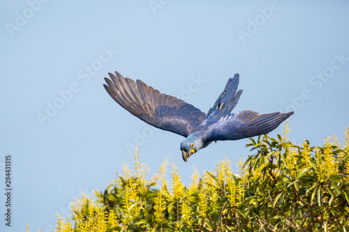 Pantanal, Mato Grosso, Brazil. Hyacinth Macaw flying out of a Candlestick Tree along the Cuiaba River. photo