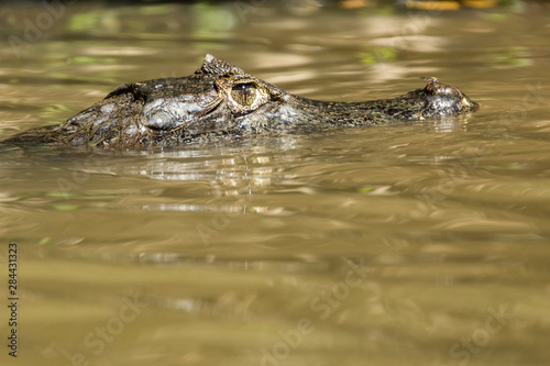 Pantanal, Mato Grosso, Brazil. Yacare caiman searching for prey.