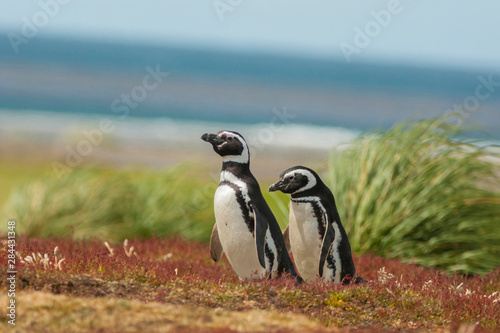 Falkland Islands, Sea Lion Island. Two Magellanic penguins. Credit as: Cathy & Gordon Illg / Jaynes Gallery / DanitaDelimont.com