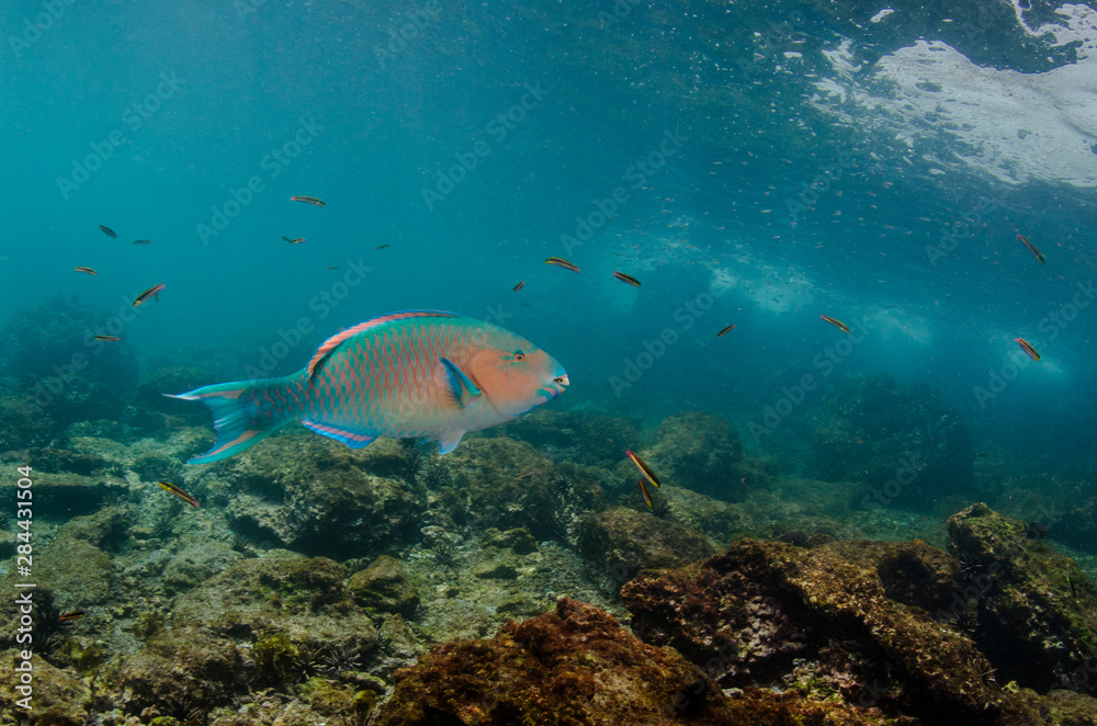 Fototapeta premium Blue-chin Parrotfish (Scarus ghobban) Galapagos Islands, Ecuador.