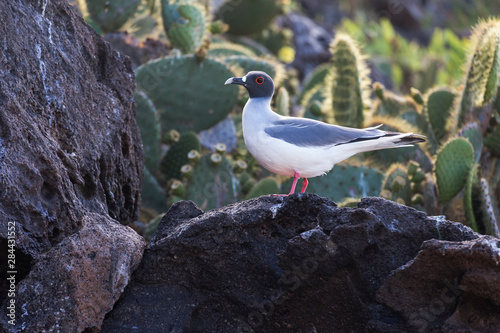 Ecuador, Galapagos Islands, Genovesa, Darwin Bay Beach, swallow-tailed gull (Larus furcatus) on rocks photo