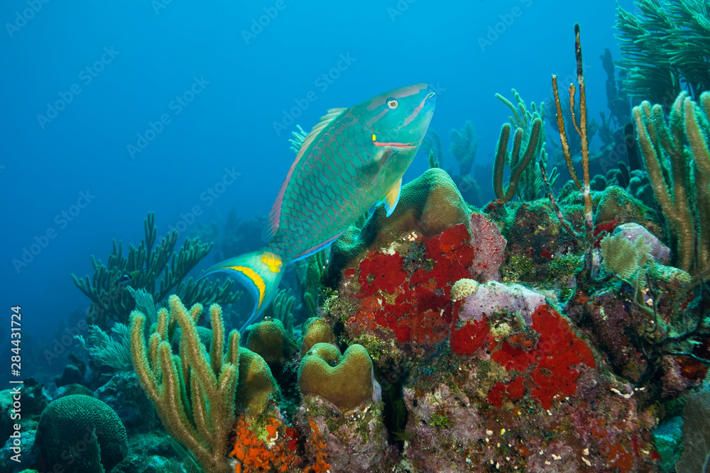 Obraz premium Parrotfish & Red Sponge (Mycale sp.), Utila, Bay Islands, Honduras, Central America