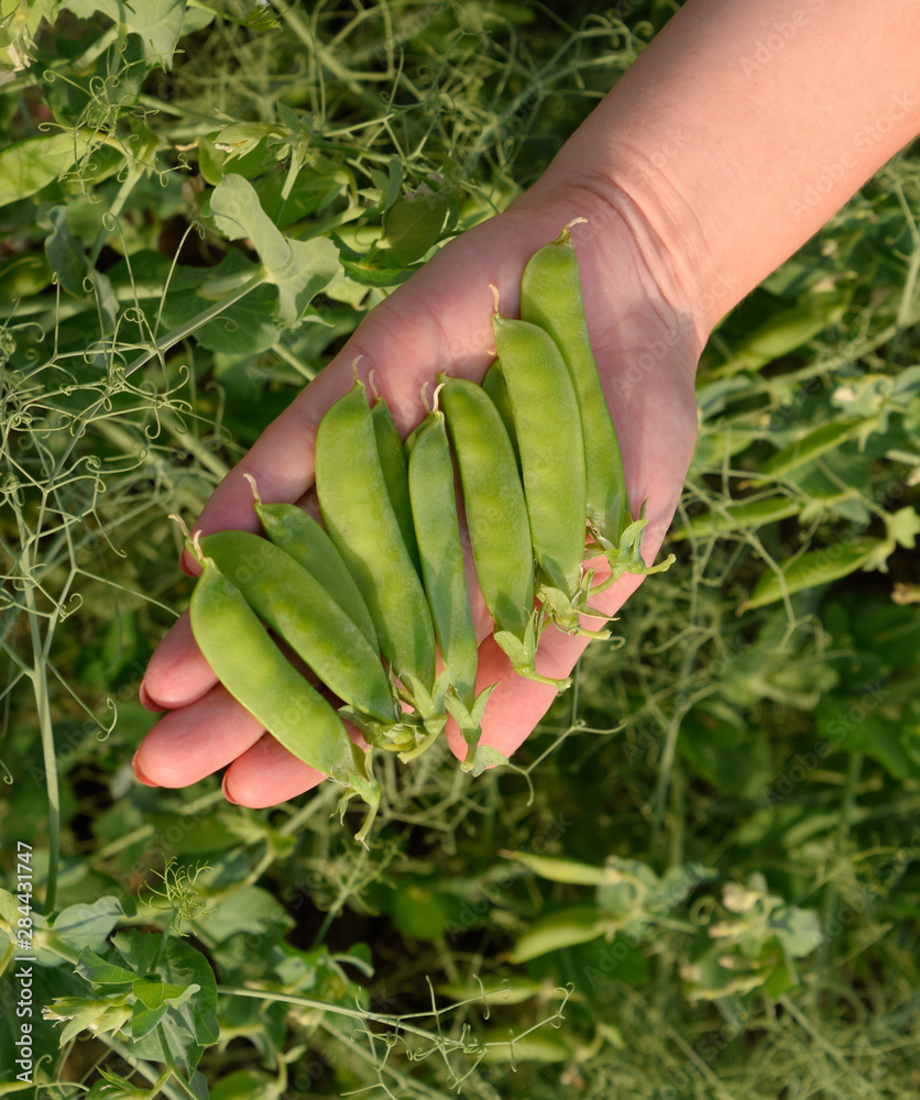 Green peas. Pods of peas. Pea field.