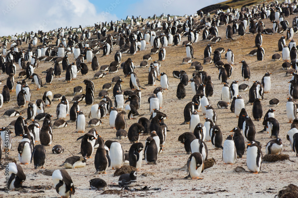 Obraz premium Falkland Islands. Saunders Island. Gentoo penguin (Pygoscelis papua) colony.
