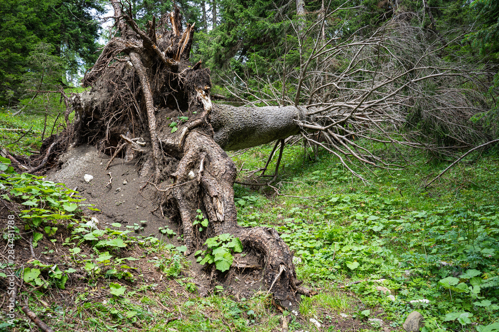 The storm hit the tree