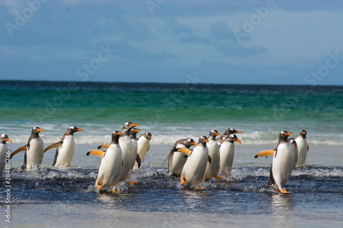 Falkland Islands. Saunders Island. Gentoo penguins  Pygoscelis papua  getting out of the water.