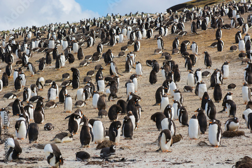 Falkland Islands. Saunders Island. Gentoo penguin (Pygoscelis papua) colony.