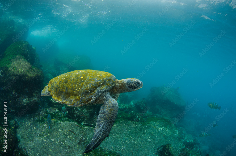 Obraz premium Galapagos Green Sea Turtle (Chelonia mydas agassizi) underwater, Galapagos Islands, Ecuador, Endemic Subspecies