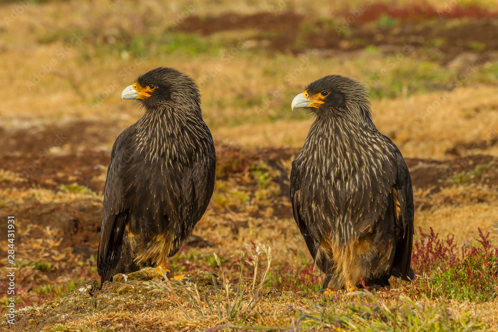 Fototapeta premium Falkland Islands, Sea Lion Island. Striated caracaras on ground. Credit as: Cathy & Gordon Illg / Jaynes Gallery / DanitaDelimont.com