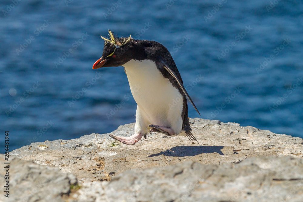 Naklejka premium Falkland Islands, Bleaker Island. Rockhopper penguin living up to his name. Credit as: Cathy & Gordon Illg / Jaynes Gallery / DanitaDelimont.com