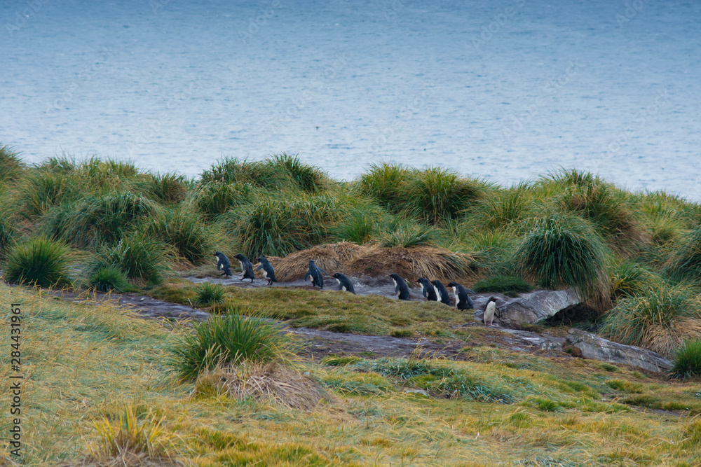 Falkland Islands. West Point Island. Southern rockhopper penguins (Eudyptes chrysocome) Falkland Islands. West Point Island. Southern rockhopper penguins (Eudyptes chrysocome)