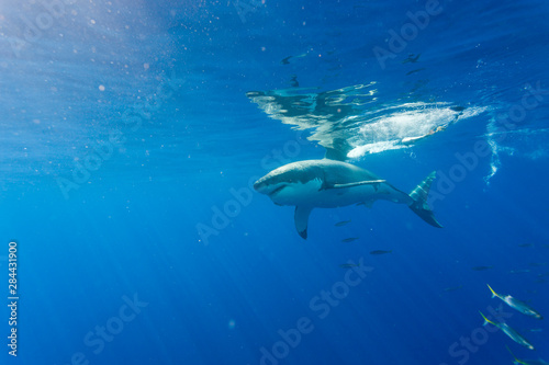 Great White Shark  Carcharodon Carcharias   Large 5 meter female  Guadalupe Island  Marine Preserve  Baja California  Mexico