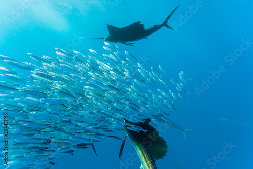 Sailfish (Istiophorus albicans) feeding on Brazilian Sardines (Sardinella brasiliensis) about 10 miles offshore from Isla Mujeres, Yucatan Peninsula, Mexico