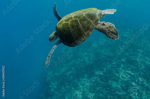 Fototapeta Naklejka Na Ścianę i Meble -  Galapagos Green Sea Turtle (Chelonia mydas agassizi) underwater, Galapagos Islands, Ecuador, Endemic Subspecies