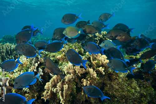 Fototapeta Naklejka Na Ścianę i Meble -  schooling Blue Tang (Acanthurus coeruleus), Caribbean Scuba Diving, Roatan, Bay Islands, Honduras, Central America