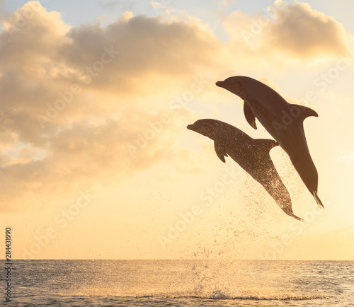 Bottlenose Dolphins (Tursiops Truncatus) Caribbean Sea, Roatan, Bay Islands, Honduras © Stuart Westmorland/Danita Delimont