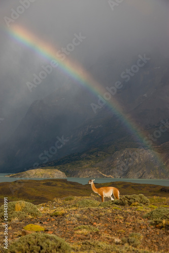 Chile, Torres del Paine National Park. Rainbow arcs above a Guanaco as a rain...