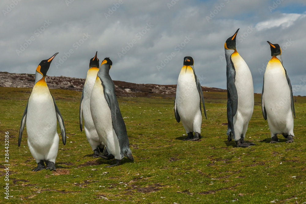 Fototapeta premium Falkland Islands, East Falkland, Volunteer Point. Members of king penguin colony. Credit as: Cathy & Gordon Illg / Jaynes Gallery / DanitaDelimont.com