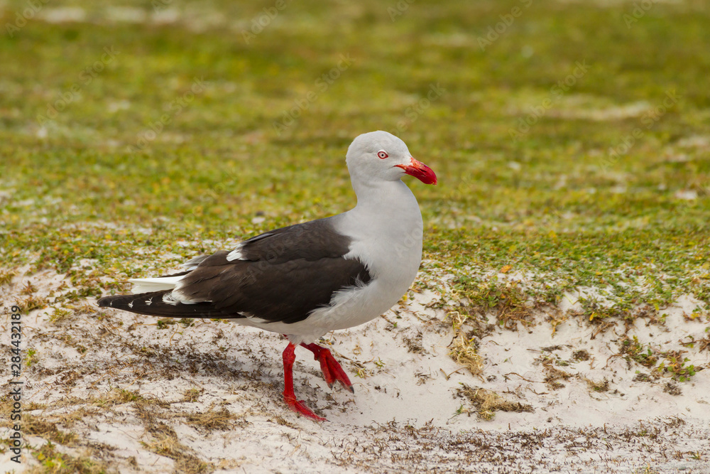 Falkland Islands, East Falkland, Volunteer Point. Dolphin gull close-up. Credit as: Cathy & Gordon Illg / Jaynes Gallery / DanitaDelimont.com
