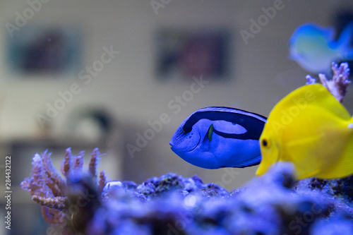 Blu & Yellow fishes