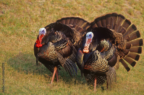 Mexico, Tamaulipas State. Wild tom turkeys in mating display. 