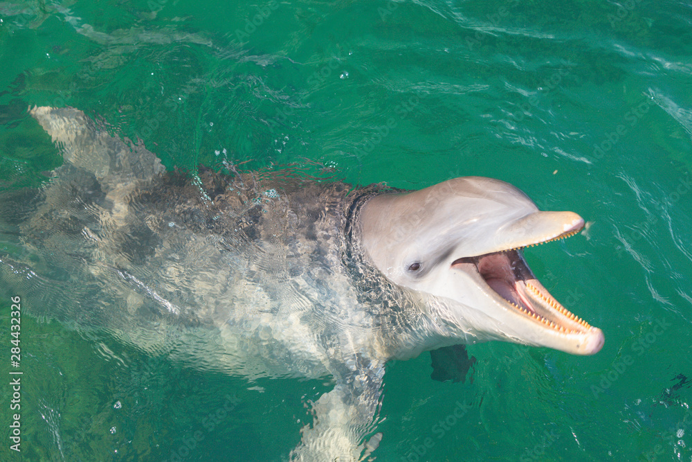 Obraz premium Bottlenose Dolphins (Tursiops Truncatus), Caribbean Sea, Roatan, Bay Islands, Honduras