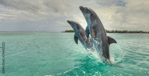 Bottlenose Dolphins (Tursiops Truncatus), Caribbean Sea, Roatan, Bay Islands, Honduras