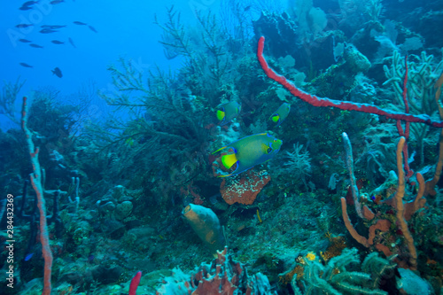 family of Queen Angelfishes (Holocanthus ciliaris), Utila, North Side, Bay Islands, Honduras, Central America