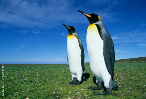 King Penguins   Aptenodytes patagonicus   Volunteer Point  Falkland Islands.