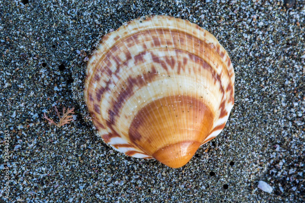 Beach shell. Magdalena Bay. Baja California, Sea of Cortez, Mexico. Beach shell. Magdalena Bay. Baja California, Sea of Cortez, Mexico.