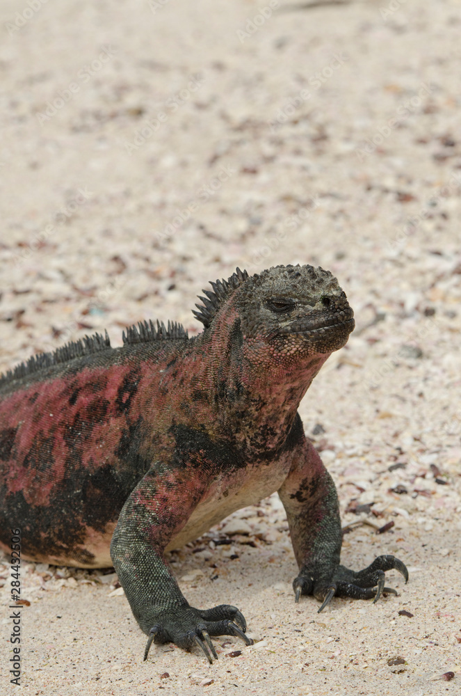Ecuador, Galapagos, Espanola, Punta Suarez. Endemic subspecies of marine iguana (Wild: Amblyrhynchus cristatus venustissimus) on sandy beach. Ecuador, Galapagos, Espanola, Punta Suarez. Endemic subspecies of marine iguana (Wild: Amblyrhynchus cristatus venustissimus) on sandy beach.