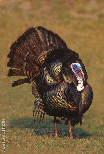 Mexico, Tamaulipas State. Wild tom turkey in mating display. 