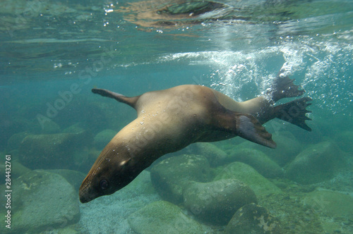 Galapagos sealion (Zalophus wollebaeki) underwater Espaola or Hood Island, Galapagos Islands Ecuador.